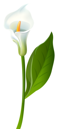 Calla_Lily_Transparent_PNG_Clip_Art_Image